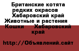 Британские котята редких окрасов. - Хабаровский край Животные и растения » Кошки   . Хабаровский край